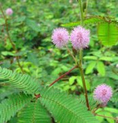 含羞草、花卉種子、花種、盆花